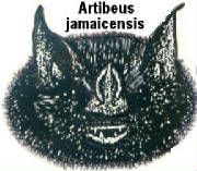 tt-artibeus_jamaicensis_parvipes.jpg