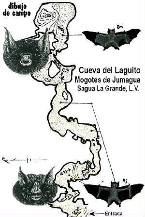 tt-croquis-murcielagos-cuevadellaguito-.jpg