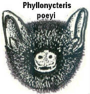 tt-phyllonycteris_poeyi.jpg