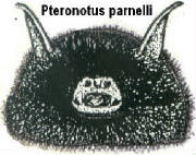 tt-pteronotus_parnelli.jpg