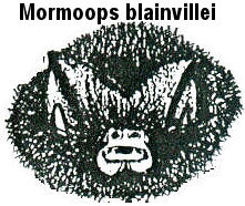 tt-mormoops_blainvillei.jpg