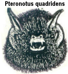 tt-pteronotus_quadridens.jpg