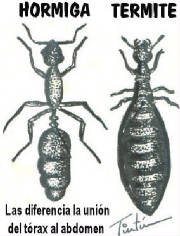 tt-hormiga-termite.jpg