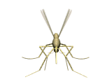 mosquitos1.gif