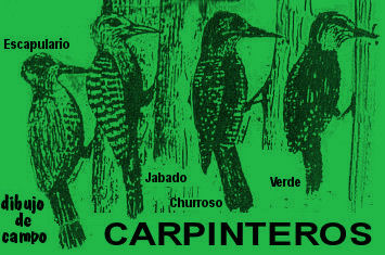 tt-carpinteros--.jpg