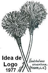 tt-hemithrinax-idea_logo.jpg