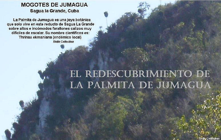 tt-palmitas-mogotes_jumagua-redescubrimiento.jpg
